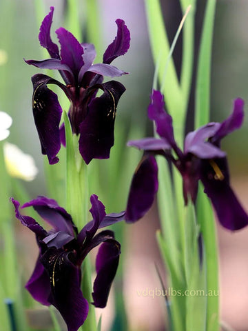 Iris chrysographes