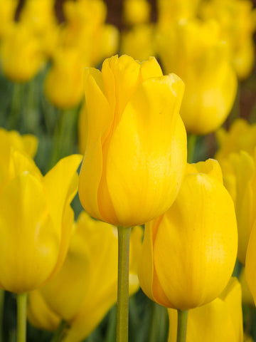 Jan van Nes - Tulip