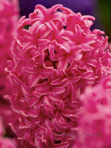 Johanna - Hyacinth
