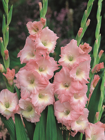Karma - Gladioli