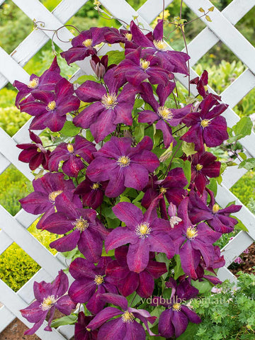 Kathleen Wheeler - Clematis