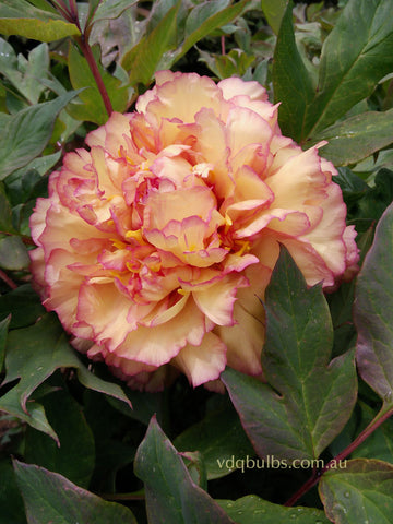 Kinshe - Tree Peony