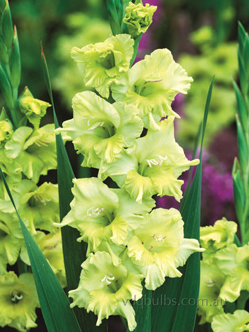 Kio - Gladioli