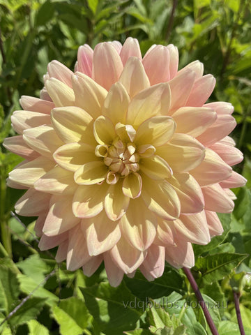 Lainies Joy - Dahlia
