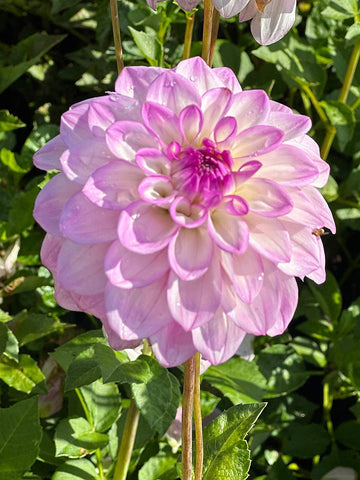 Lavender Dream - Dahlia