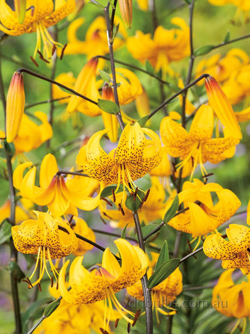 leichtlinii - Species Lilium