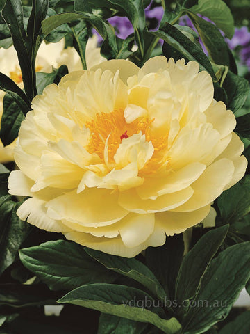 Lemon Chiffon - Herbaceous Peony