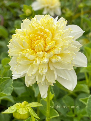 Lemon Sorbet - Dahlia