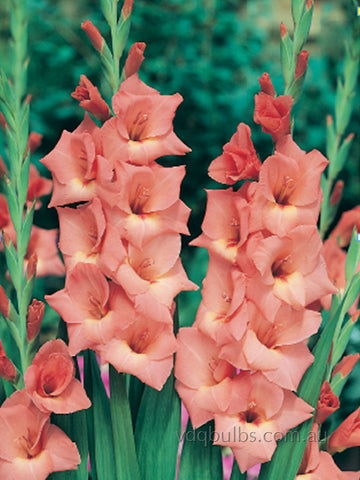 Lia - Glamini Gladioli