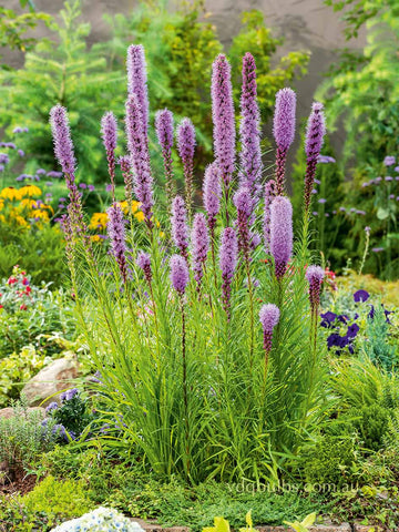 Liatris Spicata