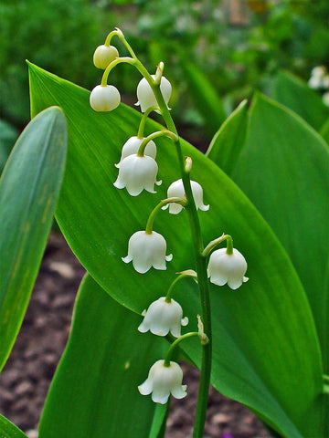 Lily of the Valley - White