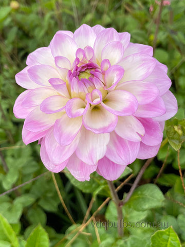 Little Lady - Dahlia