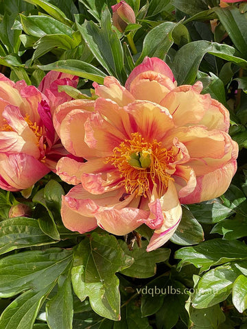 Lollipop - Itoh Peony