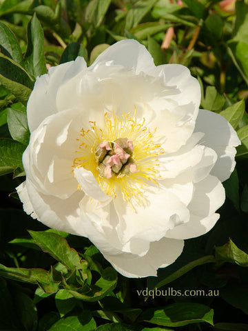 Love Affair - Itoh Peony