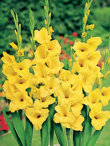 Luna - Glamini Gladioli