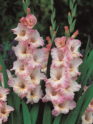 Magenta Princess - Gladioli