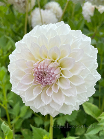 Make a Wish - Dahlia