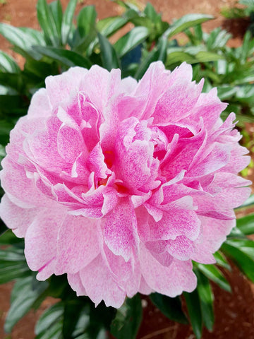 Maltais - Herbaceous Peony