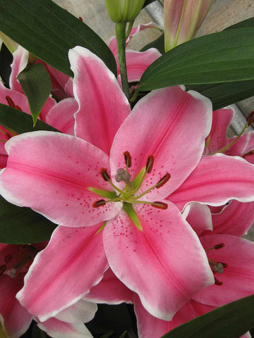 Marlon - Oriental Lilium