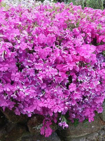 Mid Pink - Alpine Phlox