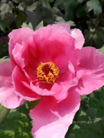 Mikasayama - Tree Peony