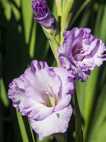 Milka - Gladioli