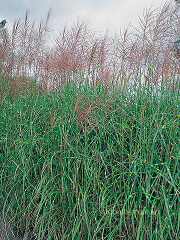 Miscanthus 'Punktchen'