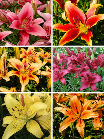 Mixed AOA Liliums