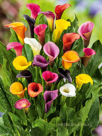 Mixed - Zantedeschia