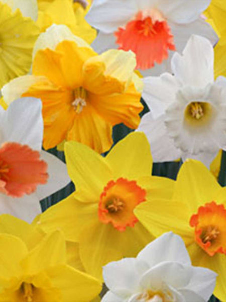 Mother's Day - Mixed Daffodil Gift Pack