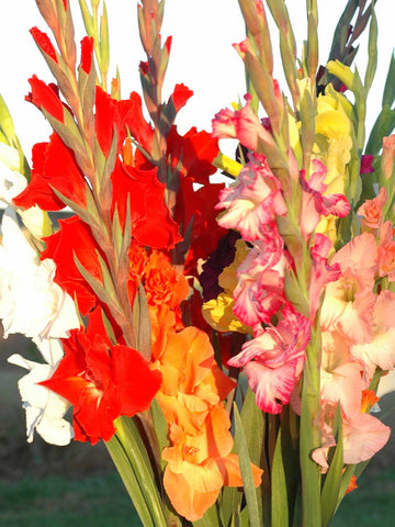 Mixed Gladioli