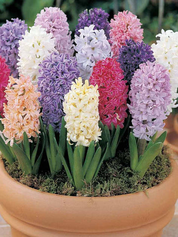 Mixed Hyacinths