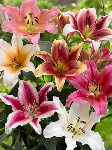 Mixed Oriental Trumpet Liliums