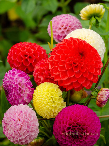 Mixed Pompon Dahlias