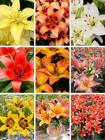 Mixed Potting Asiatic Liliums