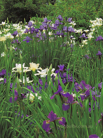 Mixed Siberian Iris