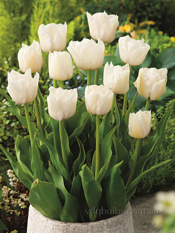 Mondial - Tulip