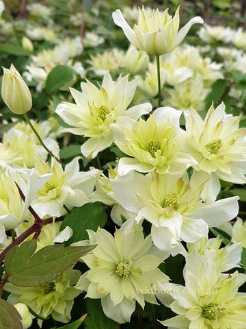 montana 'Green Eyes' - Clematis