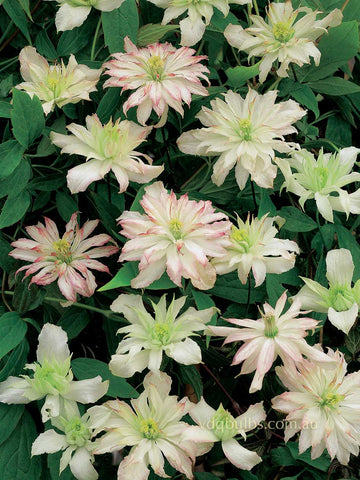 montana 'Jenny' - Clematis