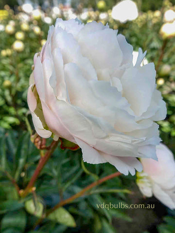 Moon over Barrington - Herbaceous Peony