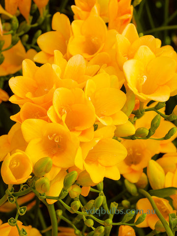 Yellow Single Freesias