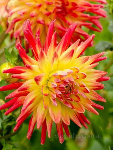 Mountain Aurora - Dahlia