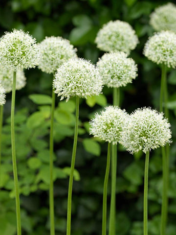 Mt Everest - Allium