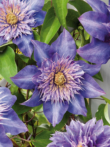 Multi Blue - Clematis