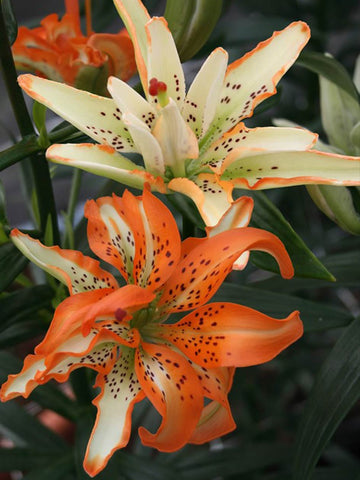 Must See - Double Asiatic Lilium