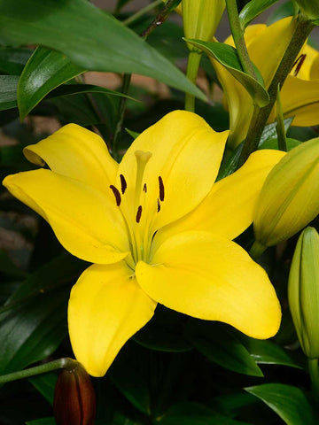 Nashville - LA Hybrid Lilium