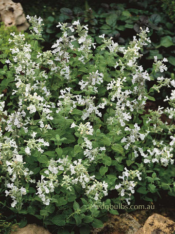 Nepeta 'Snowflake'