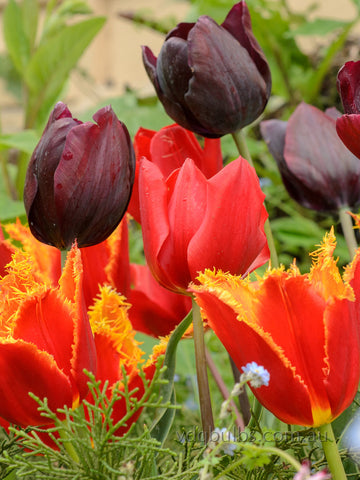 Night Fire Blend - Tulips