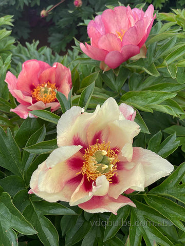 Old Rose Dandy - Itoh Peony