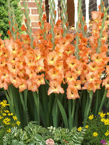 Olympic Flame - Gladioli